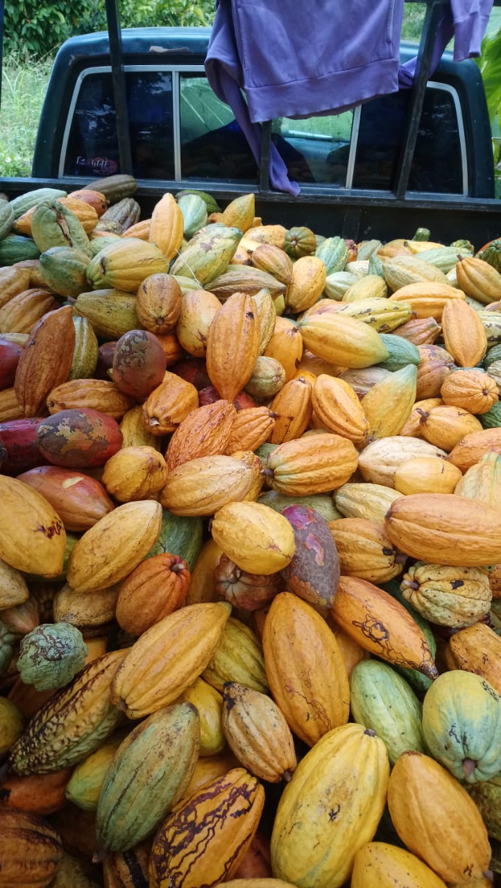 Cacao harvest